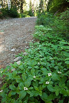 CanadianDogwoodGrowingTrailSide.jpg