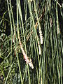 C. equisetifolia stems and leaves