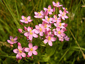 Centaurium erythraea