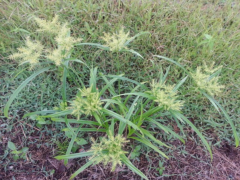 Archivo:Cyperus luzulae.jpeg