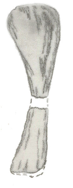 File:Dinodocus mackesoni humerus.jpg