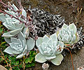 Miniatura para Dudleya farinosa