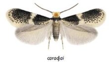 Ectoedemia caradjai male.JPG