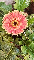 Gerbera daisy orange flower photo taken at Tagore park Mahe District, Puducherry UT