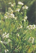 Bell heather