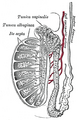 Vertical section of the testis, to show the arrangement of the ducts.