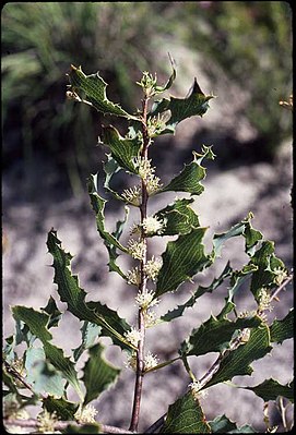 Цветущая Hakea neurophylla в Кингс-парке (Перт).