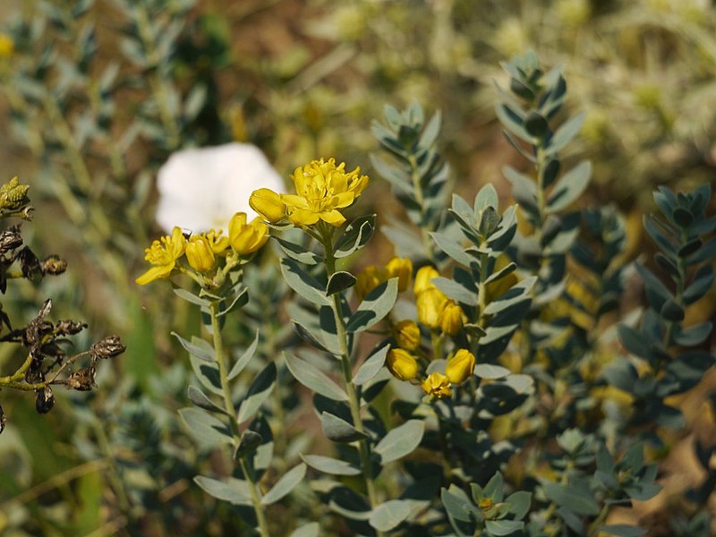 Файл:Haplophyllum suaveolens 21785526.jpg