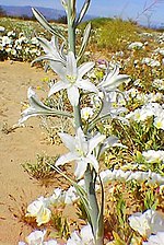 Miniatura para Hesperocallis undulata