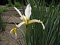 Iris spuria subsp. carthaliniae (en)