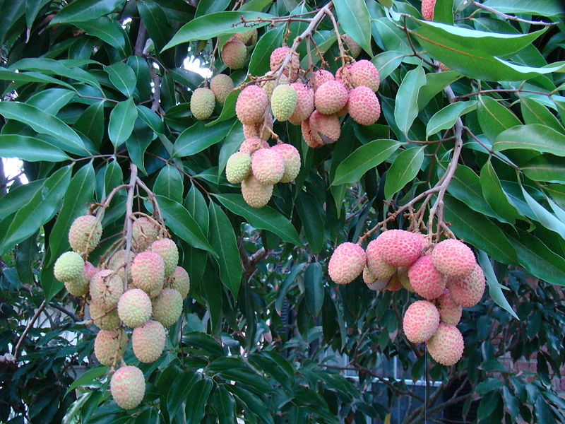 File:Lychee Mauritius01 Asit.jpg