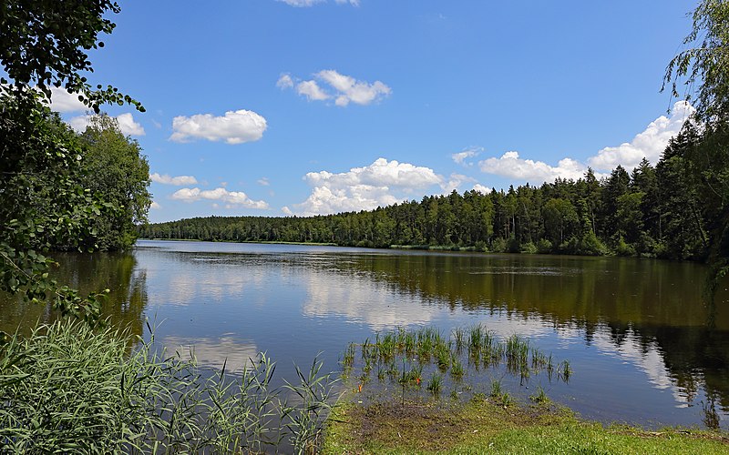 File:Naturschutzgebiet Gebhartsteich I 2020-06.jpg