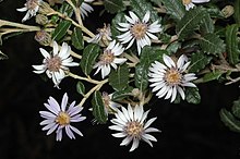 Olearia montana.jpg