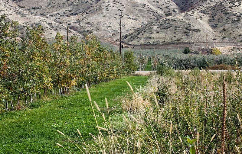 File:Orondoappleorchard.jpg