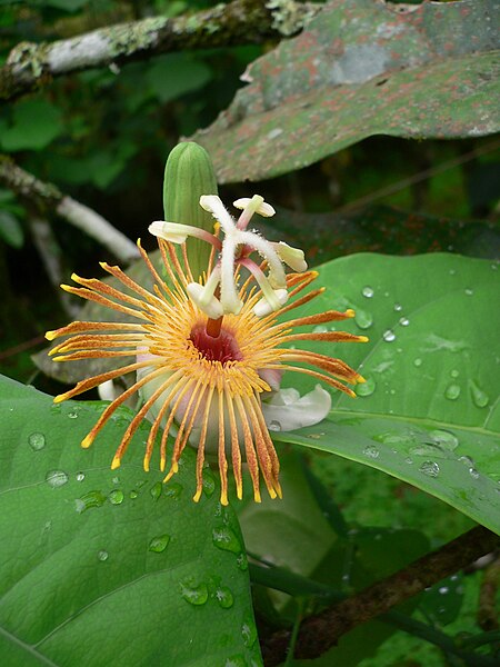 Файл:PassionFlowerCostaRica.JPG