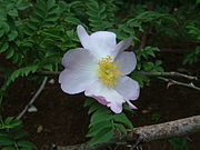 Detail of petal venation and anthers