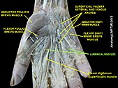 Lumbricals muscle