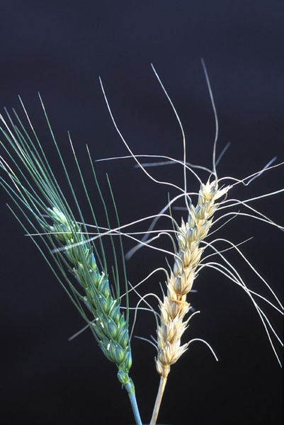 File:Wheat scab.jpg