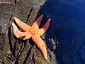 White Sea starfish, Russia.