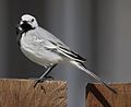 White wagtail, Moscow region, Russia 2007