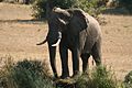 Bull elephant in the Sabi Sands of South Africa.