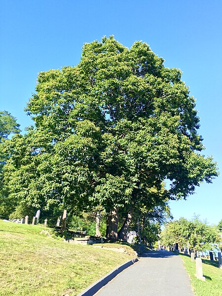 File:AmericanChestnutNovaScotia.jpg