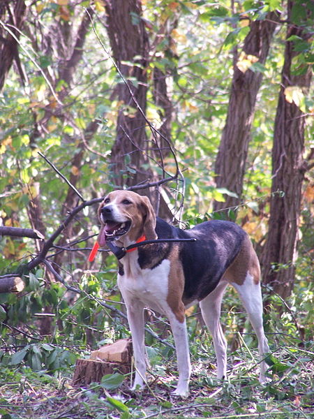 Файл:AmericanFoxhound.jpg