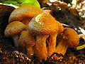 Miniatura para Armillaria gallica