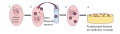 Before it is transformed a bacterium is susceptible to antibiotics. A plasmid can be inserted when the bacteria is under stress, and be incorporated into the bacterial DNA creating antibiotic resistance. When the plasmids are prepared they are inserted into the bacterial cell by either making pores in the plasma membrane with temperature extremes and chemical treatments, or making it semi permeable through the process of electrophoresis, in which electric currents create the holes in the membrane. After conditions return to normal the holes in the membrane close and the plasmids are trapped inside the bacteria where they become part of the genetic material and their genes are expressed by the bacteria.