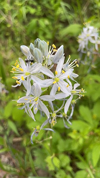 File:Atlantis Camas.jpg