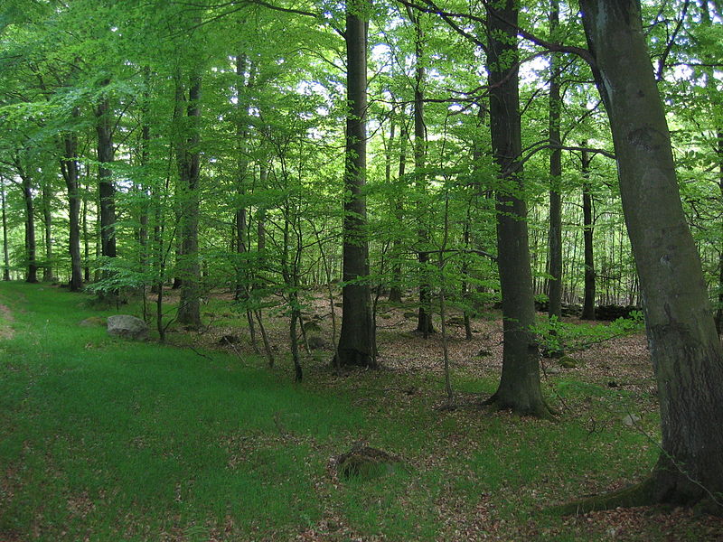 File:Bokskog Söderåsen Skåne.JPG