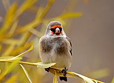 European Goldfinch(Carduelis carduelis) at Ringmospang Kargil