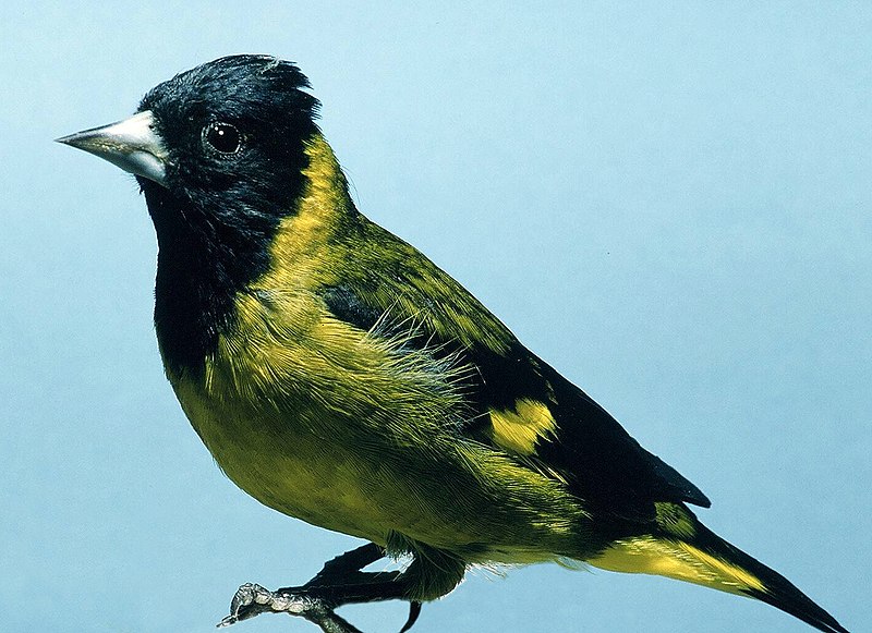 Archivo:Carduelis notata.jpg