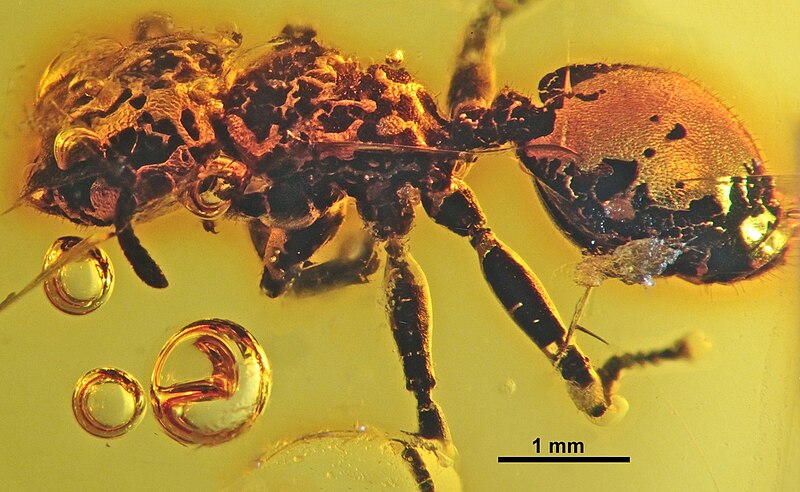 File:Cephalotes alveolatus SMNSDO5691 profile.jpg