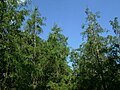 Cedro blanco (Cupressus benthamii)