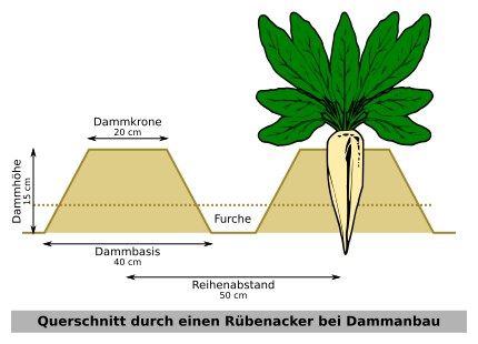 File:Dammanbau Zuckerruebe.svg