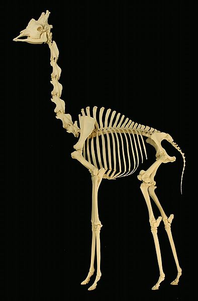 Archivo:Giraffe skeleton.jpg