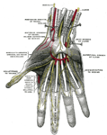 Superficial palmar nerves.