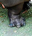 Hippopotamuses have all four toes pointing outwards