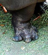 Hippopotamuses have all four toes pointing out.