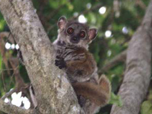 Lepilemur aeeclis c.PNG