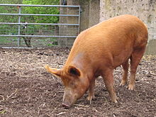 Mudchute farm pig side.jpg