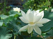 Nelumbo lutea (4).jpg