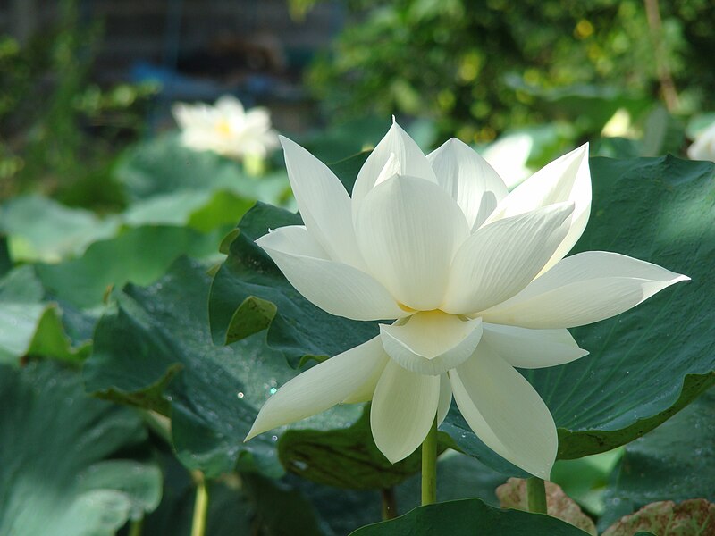 File:Nelumbo lutea (4).jpg