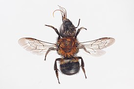 Osmia maritima