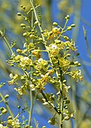 Foothills palo verde flowers