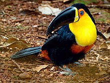 Ramphastos vitellinus -Brazil-8.jpg