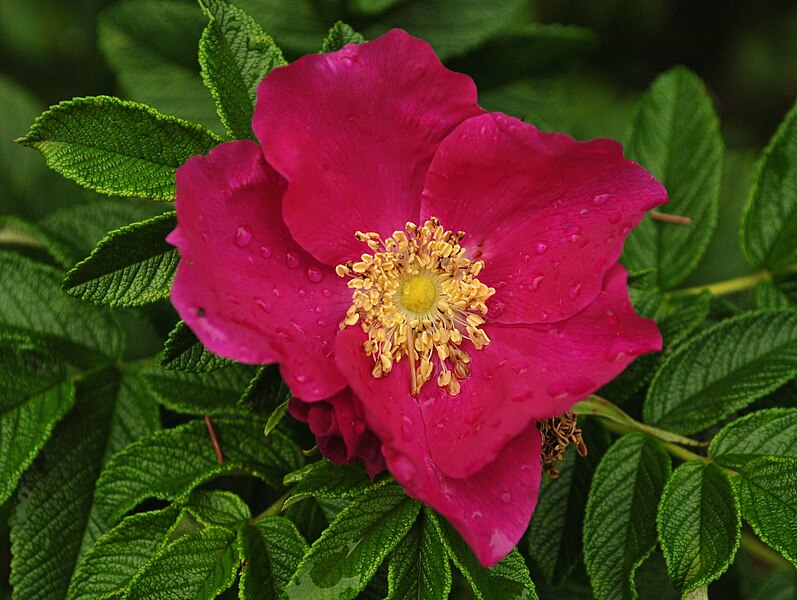 File:Rosa rugosa 2010.jpg