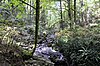 Tryon Creek running through the forest in Marshall Park