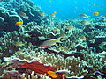 Moalboal Reef